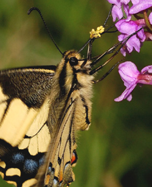 POLLINISATEURS D'ORCHIDEES - Le Machaon ( Papilio machaon sur Gymnadenia conopsea) Photo SFO PCV Yves Wilcox.