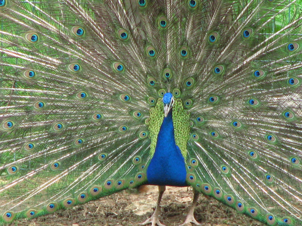 Le Paon bleu. mâle. La roue. Photographies naturalistes. Oiseaux. SFO PCV