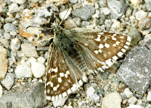 L'Hespérie de l'abutilon (Pyrgus sidae) Insectes lépidoptères. papillons. Photos nature SFO PCV Jacques Charreau