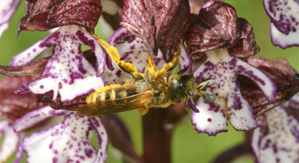 Pollinies de l'Orchis pourpre orchis purpurea attachées au labium d'une abeille Apis mellifera pollinisateurs d'Orchidées sfopcv