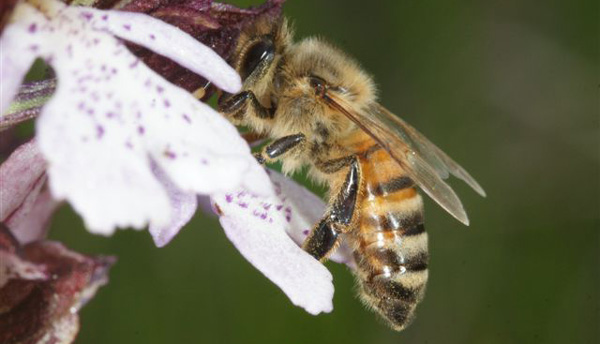 Pollinisateurs une abeille Apis mellifera butine Orchis purpurea sfo pcv