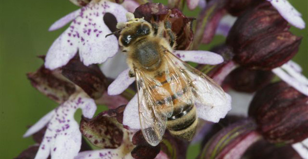 L'abeille domestique apis mellifera sur Orchis purpurea avec pollinies pollinisateurs d'Orchidées sfo pcv