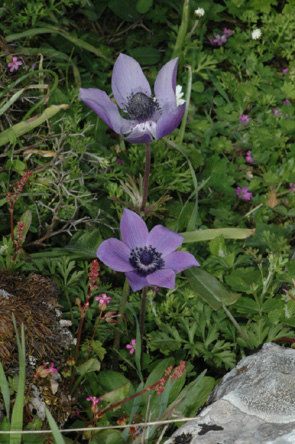 Les Orchidées de Grèce - île de Karpathos (11) (Botanique générale) Anemone coronaria Photo SFO PCV Jacques Potiron