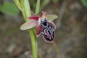 Les Orchidées de Grèce - île de Karpathos (4) (Ophrys ariadnae) Photo SFO PCV Jacques Potiron.