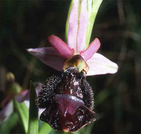 HORS REGION - ITALIE. Ophrys benacensis photo 3. Orchidées du Lac de Garde. SFO PCV Société Française d'Orchidophilie de Poitou-Charentes et Vendée.