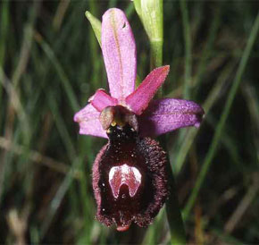 HORS REGION - ITALIE. Ophrys benacensis photo 4. Orchidées du Lac de Garde. SFO PCV Société Française d'Orchidophilie de Poitou-Charentes et Vendée.