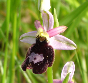 HORS REGION - ITALIE. Ophrys benacensis photo8. Orchidées du Lac de Garde. SFO PCV Société Française d'Orchidophilie de Poitou-Charentes et Vendée.