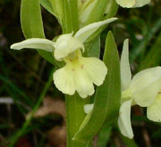 Dactylorhiza insularis. HORS REGION - ITALIE - Orchidées de la Ligurie. SFO PCV Société Française d'Orchidophilie de Poitou-Charentes et Vendée.