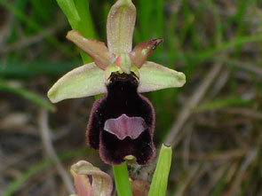 HORS REGION - ITALIE. Ophrys benacensis photo11. Orchidées du Lac de Garde. SFO PCV Société Française d'Orchidophilie de Poitou-Charentes et Vendée.