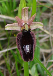 HORS REGION - ITALIE. Ophrys benacensis photo13. Orchidées du Lac de Garde. SFO PCV Société Française d'Orchidophilie de Poitou-Charentes et Vendée.