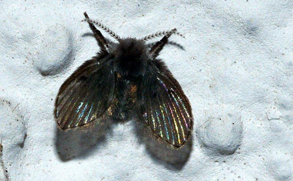 Clogmia albipunctata Insectes diptères. photos Nature SFO PCV Jacques Charreau