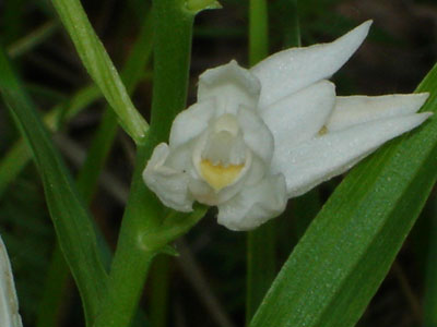 HORS REGION - ITALIE. Cephalanthera longifolia. Orchidées du Lac de Garde. SFO PCV Société Française d'Orchidophilie de Poitou-Charentes et Vendée