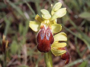Orchidées d'Italie Région de la Basilicate Ophrys lucana photo 3 SFO PCV Sociéré Française d'Orchidophilie de Poitou-Charentes et Vendée