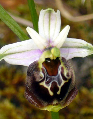 Orchidées d'ITALIE - Orchidées de Toscane (A la découverte des Orchidées du Monte Argentario) (4) Ophrys gracilis SFO PCV - Société Française d'Orchidophilie de Poitou-Charentes et Vendée