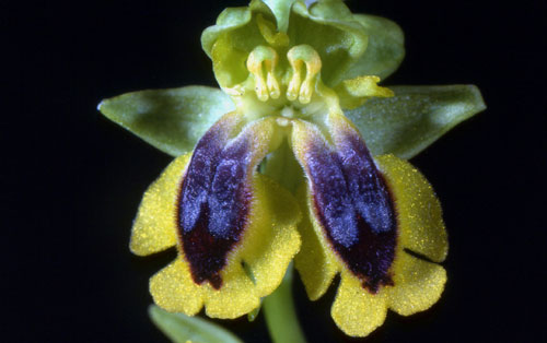Ophrys lutea Lusus SFO Poitou-Charentes et Vendée
