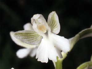 Les Orchidées de Grèce - Le Péloponnèse - Page 13 : Orchis boryi. Photo 7 forme hypochrome