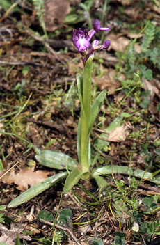 Les Orchidées de Grèce - Le Péloponnèse - Page 13 : Orchis boryi. Photo 2
