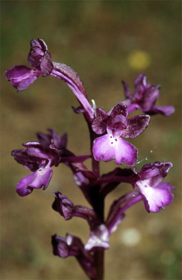 Les Orchidées de Grèce - Le Péloponnèse - Page 13 : Orchis boryi. Photo 3