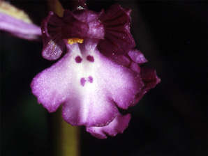 Les Orchidées de Grèce - Le Péloponnèse - Page 13 : Orchis boryi. Photo 4