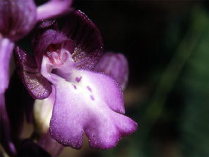 Les Orchidées de Grèce - Le Péloponnèse - Page 13 : Orchis boryi. Photo 5