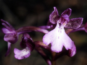 Les Orchidées de Grèce - Le Péloponnèse - Page 13 : Orchis boryi. Photo 6