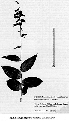Planche d'herbier de l'Epipactis castanearum