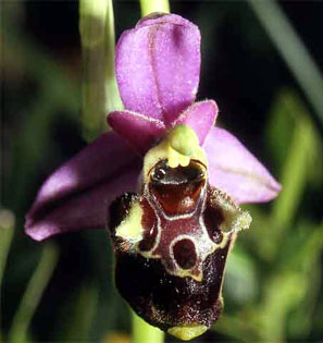 HORS REGION - ITALIE - Orchidées de Toscane (A la découverte des Orchidées du Monte Argentario) (4) Ophrys serotina SFO PCV - Société Française d'Orchidophilie de Poitou-Charentes et Vendée