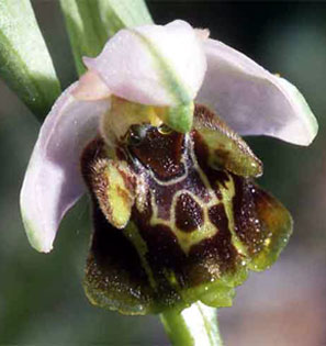 HORS REGION - ITALIE - Orchidées de Toscane (A la découverte des Orchidées du Monte Argentario) (4) Ophrys serotina SFO PCV - Société Française d'Orchidophilie de Poitou-Charentes et Vendée