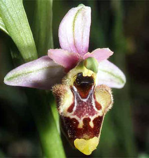 HORS REGION - ITALIE - Orchidées de Toscane (A la découverte des Orchidées du Monte Argentario) (4) Ophrys serotina SFO PCV 