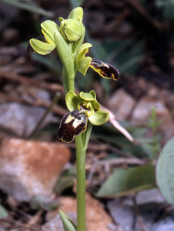 Les Orchidées de Grèce - Le Péloponnèse - Page 15 Ophrys leucadica. photo 2
