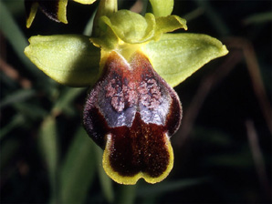 Les Orchidées de Grèce - Le Péloponnèse - Page 15 Ophrys leucadica. photo 4