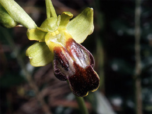 Les Orchidées de Grèce - Le Péloponnèse - Page 15 Ophrys leucadica. photo 5
