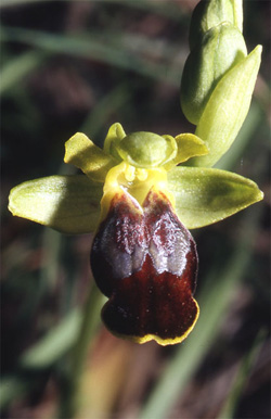 Les Orchidées de Grèce - Le Péloponnèse - Page 15 Ophrys leucadica. photo 7