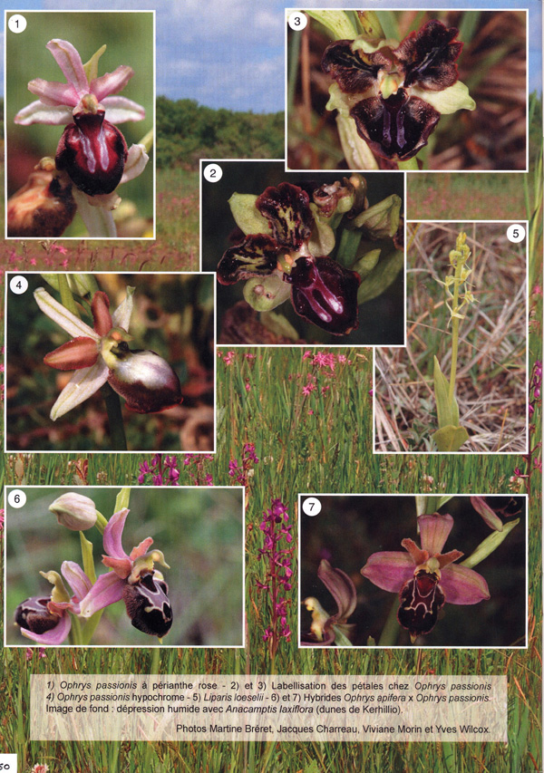 Page 2 COMPTE - RENDU D'ACTIVITES - Week-end orchidophile et botanique dans le Morbihan - 14 et 15 mai 2011.