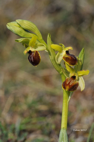 Ophrys araneola photos du jour 25 mars 2012 SFO PCV