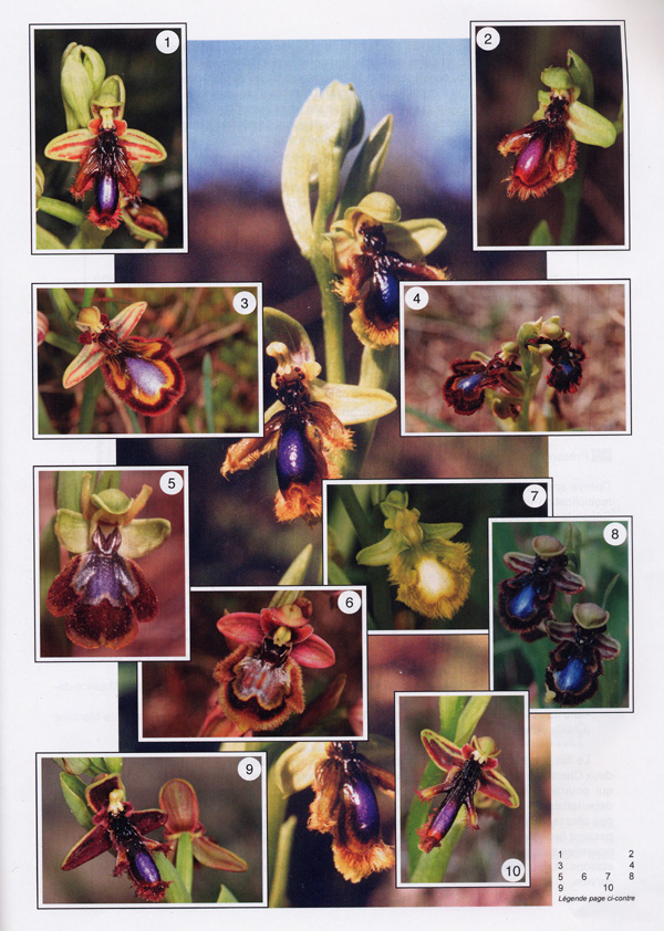 Page 4 Une pésentation du groupe d'Ophrys speculum.