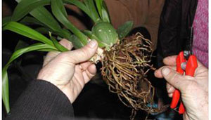  SFO Poitou-Charentes (Vienne, Charente, Charente Maritime, Deux-Sèvres) et Vendée. Orchidées exotiques. Rempotage. 