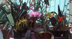 Rempoter son Orchidée. SFO Poitou-Charentes (Vienne, Charente, Charente Maritime, Deux-Sèvres) et Vendée. Orchidées exotiques. Le rempotage.