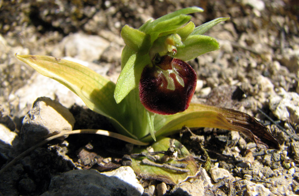 Ophrrys marzuola nain Orchidées indigènes variations sfopcv