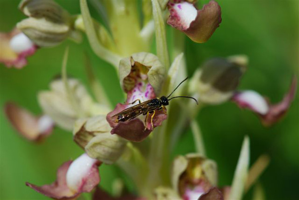 VARIATIONS - Himantoglossum hircinum, variété platyglossa. Photos Orchidées indigènes SFO PCV Eric van Kalmthout.