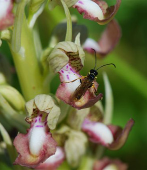 VARIATIONS - Himantoglossum hircinum, variété platyglossa. Photos Orchidées indigènes SFO PCV Eric van Kalmthout.