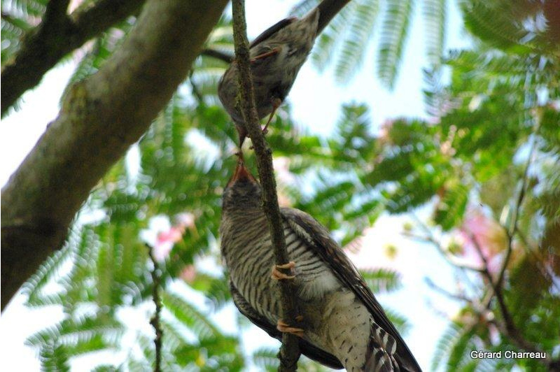Le coucou gris Cuculus canorus Photo Gérard Charreau
