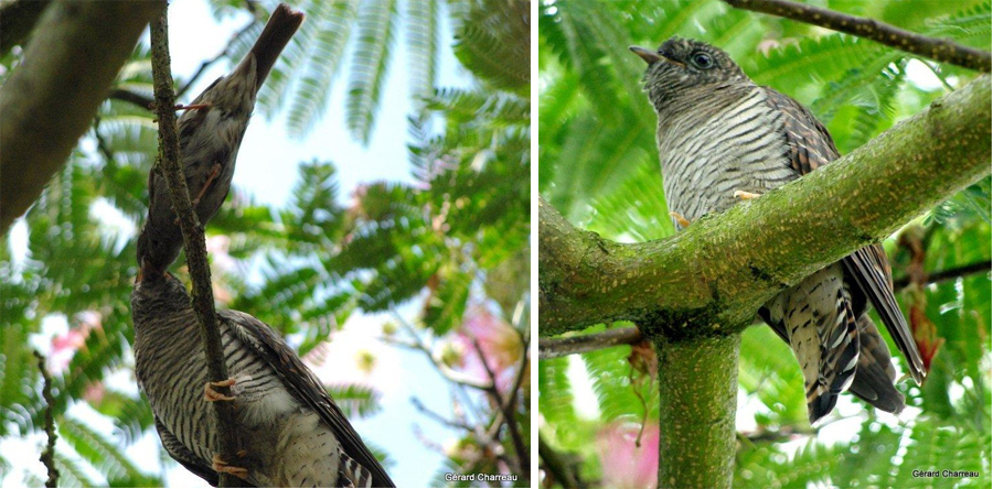 Le coucou gris Cuculus canorus Photo Gérard Charreau