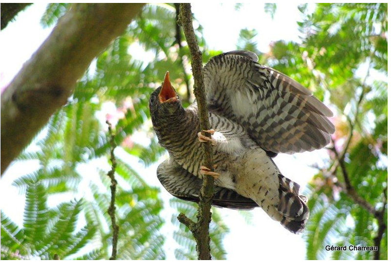 Le coucou gris Cuculus canorus attendant la becquée Photo Gérard Charreau