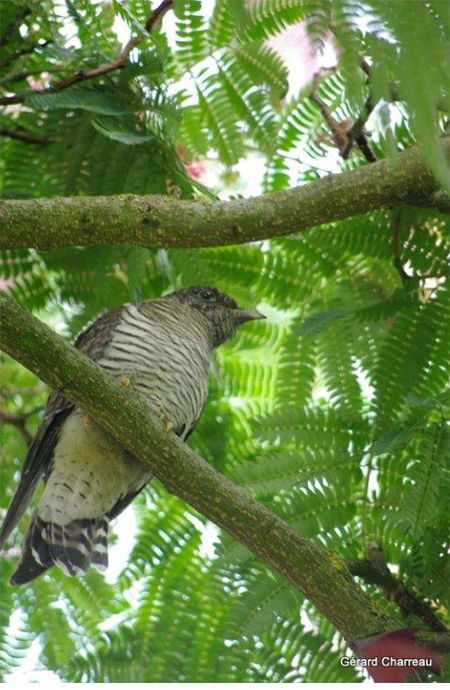 Le coucou gris Cuculus canorus Photo Gérard Charreau