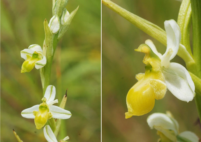Ophrys santonica forme chlorantha Photo Jean-Michel Mathé